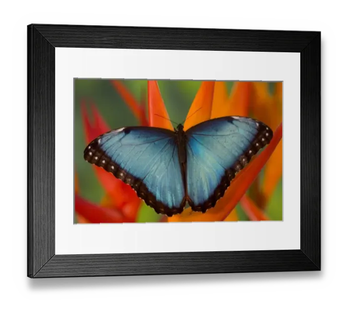 Framed Print : Sammamish Washington Tropical Butterfly photograph of Male Morpho grandensis