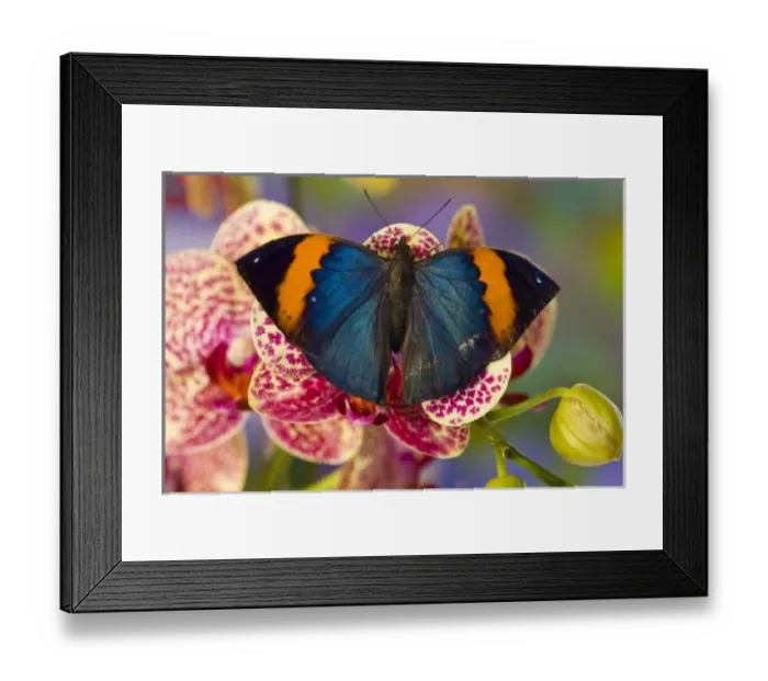 Framed Print : Sammamish Washington Tropical Butterfly photograph of Kalima inachus the Orange Dead