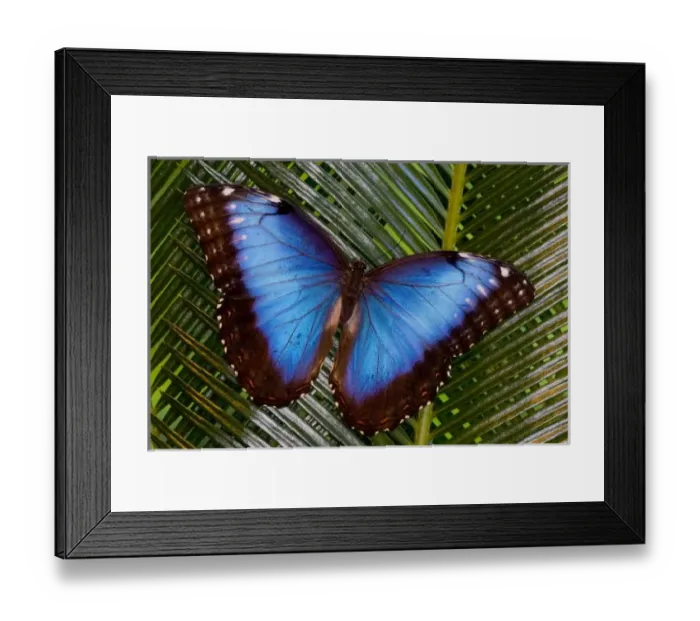 Framed Print : Sammamish Washington Tropical Butterfly photograph of female Morpho grandensis Framed Print : Sammamish Washington Tropical Butterfly photograph of female Morpho grandensis