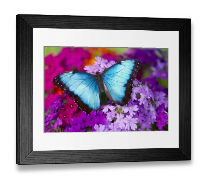 Framed Print : Sammamish Washington Tropical Butterfly photograh of a male Morpho peleides the Common Framed Print : Sammamish Washington Tropical Butterfly photograh of a male Morpho peleides the Common
