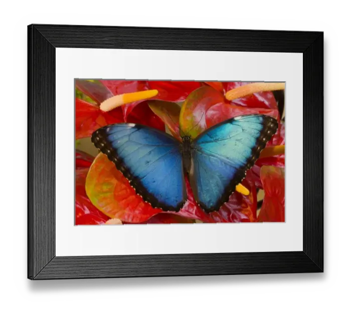 Framed Print : Sammamish Washington Tropical Butterfly photograh of Morpho peleides the Common Morpho Framed Print : Sammamish Washington Tropical Butterfly photograh of Morpho peleides the Common Morpho