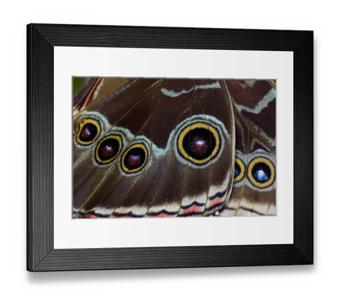 Framed Print : Sammamish Washington