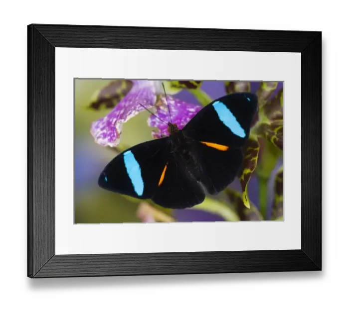 Framed Print : USA, North America, Washington Framed Print : USA, North America, Washington