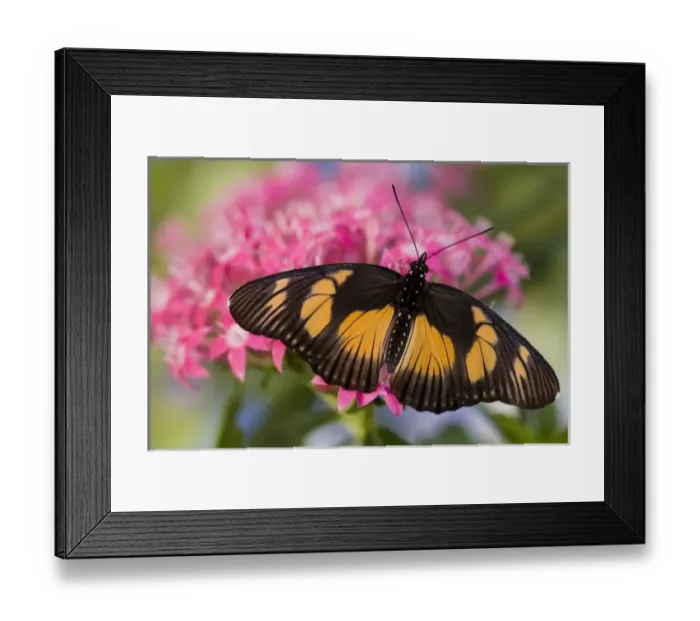 Framed Print : Sammamish, Washington Tropical Butterfly Photograph of African Species Pseudacraea Framed Print : Sammamish, Washington Tropical Butterfly Photograph of African Species Pseudacraea