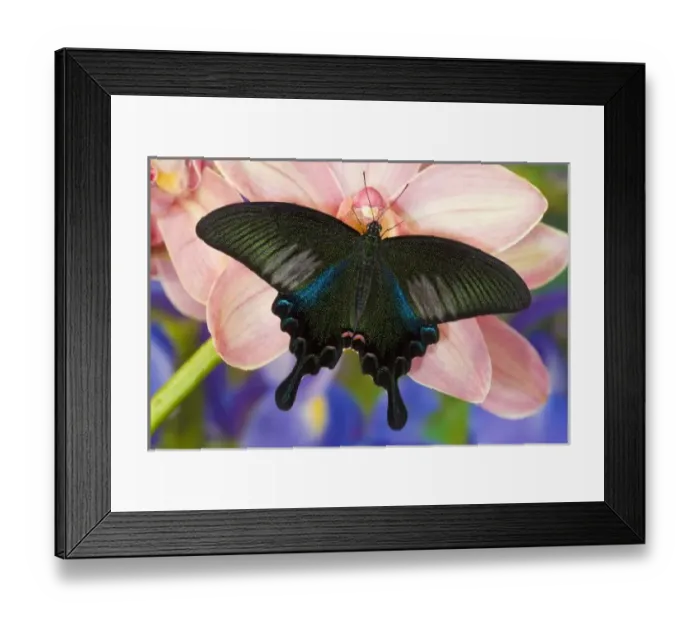 Framed Print : Sammamish, Washington Tropical Butterfly Photograph of male Papilio Bianor Swallowtail Framed Print : Sammamish, Washington Tropical Butterfly Photograph of male Papilio Bianor Swallowtail