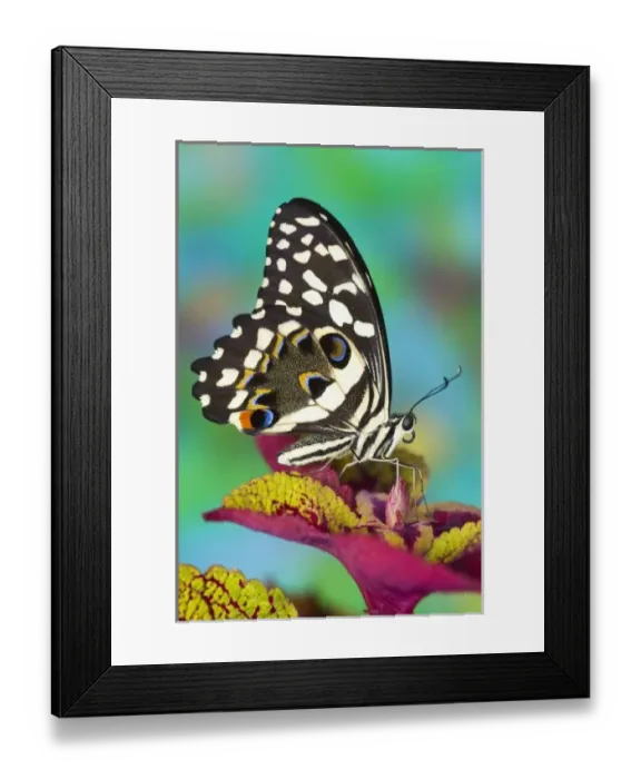 Framed Print : Sammamish, Washington Tropical Butterfly Photograph of Papilio demodocus the Orchard