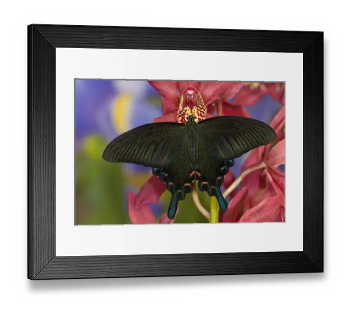 Framed Print : Sammamish, Washington Tropical Butterfly Photograph of female Papilio Bianor Swallowtail Framed Print : Sammamish, Washington Tropical Butterfly Photograph of female Papilio Bianor Swallowtail