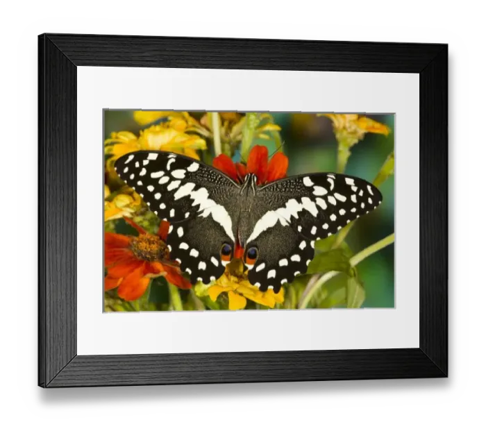 Framed Print : USA, North America, Washington Framed Print : USA, North America, Washington