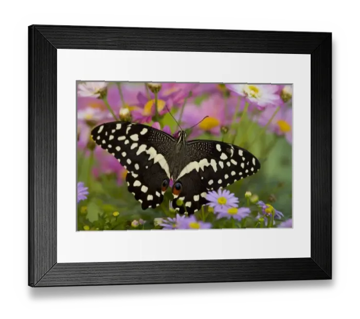 Framed Print : USA, North America, Washington Framed Print : USA, North America, Washington
