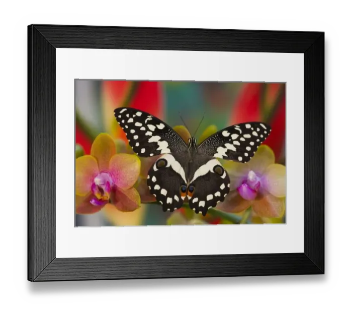 Framed Print : Sammamish, Washington Tropical Butterfly Photograph of Papilio demodocus the Orchard Framed Print : Sammamish, Washington Tropical Butterfly Photograph of Papilio demodocus the Orchard