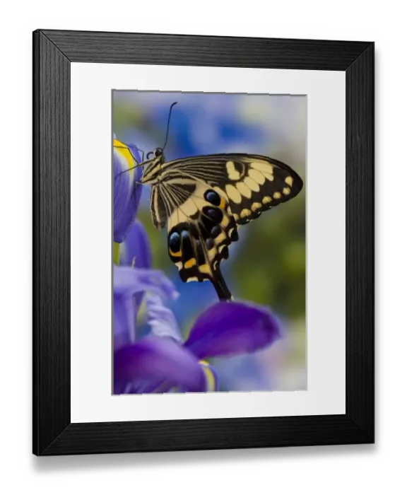 Framed Print : Sammamish, Washington Tropical Butterfly Photograph of Papilio ophidicephalus