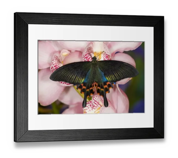 Framed Print : Sammamish, Washington Tropical Butterfly Photograph of Swallowtail Butterfly Papilio Framed Print : Sammamish, Washington Tropical Butterfly Photograph of Swallowtail Butterfly Papilio