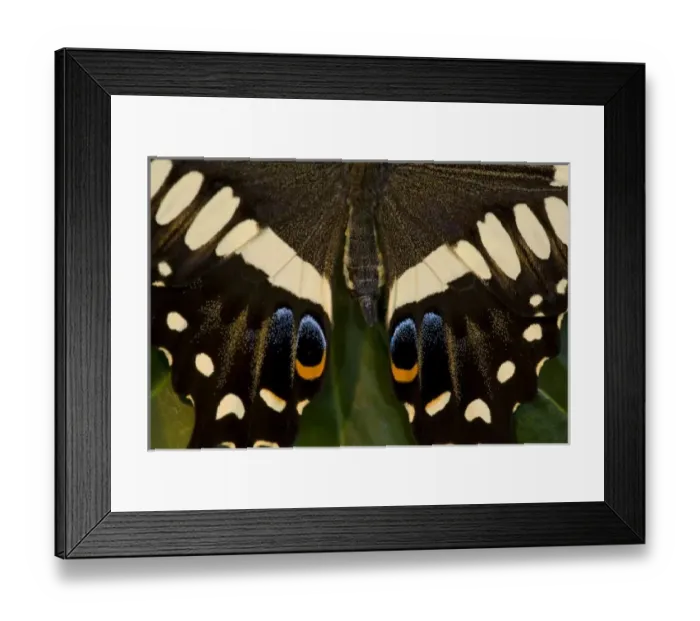 Framed Print : Sammamish, Washington Framed Print : Sammamish, Washington