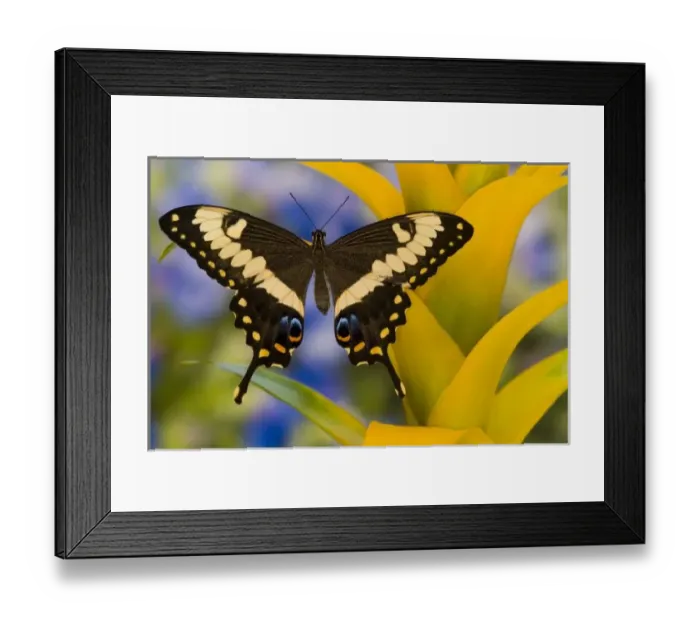 Framed Print : Sammamish, Washington Tropical Butterfly Photograph of Papilio ophidicephalus Framed Print : Sammamish, Washington Tropical Butterfly Photograph of Papilio ophidicephalus