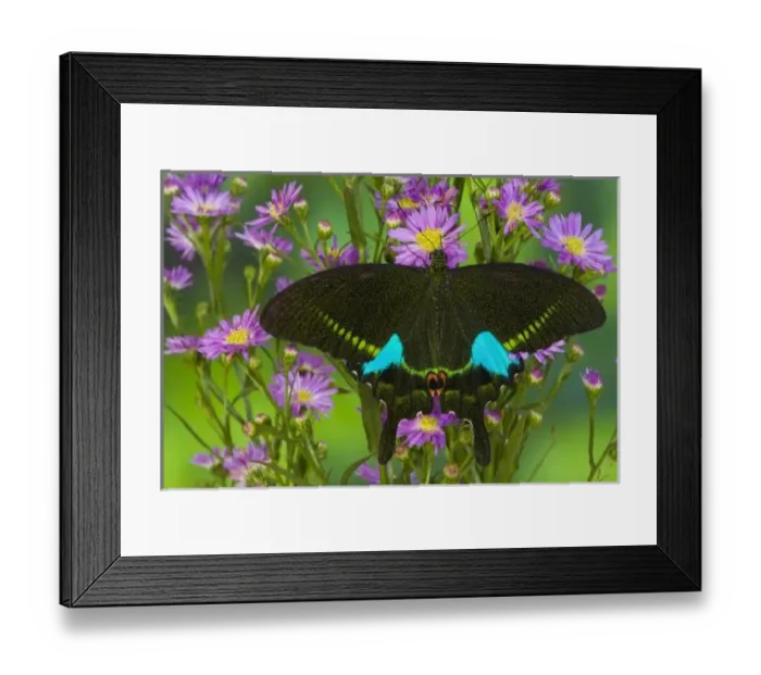 Framed Print : Sammamish, Washington Tropical Butterfly Photograph of Swallowtail Papilio paris Framed Print : Sammamish, Washington Tropical Butterfly Photograph of Swallowtail Papilio paris