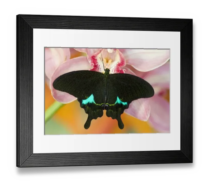 Framed Print : USA, North America, Washington Framed Print : USA, North America, Washington