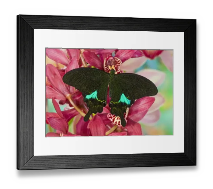Framed Print : Sammamish, Washington Tropical Butterfly Photograph of Swallowtail Papilio paris
