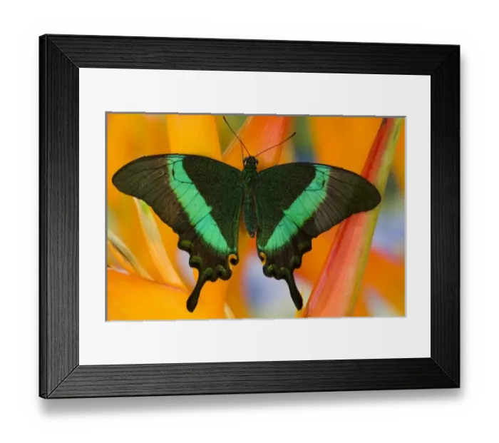 Framed Print : Sammamish, Washington Framed Print : Sammamish, Washington