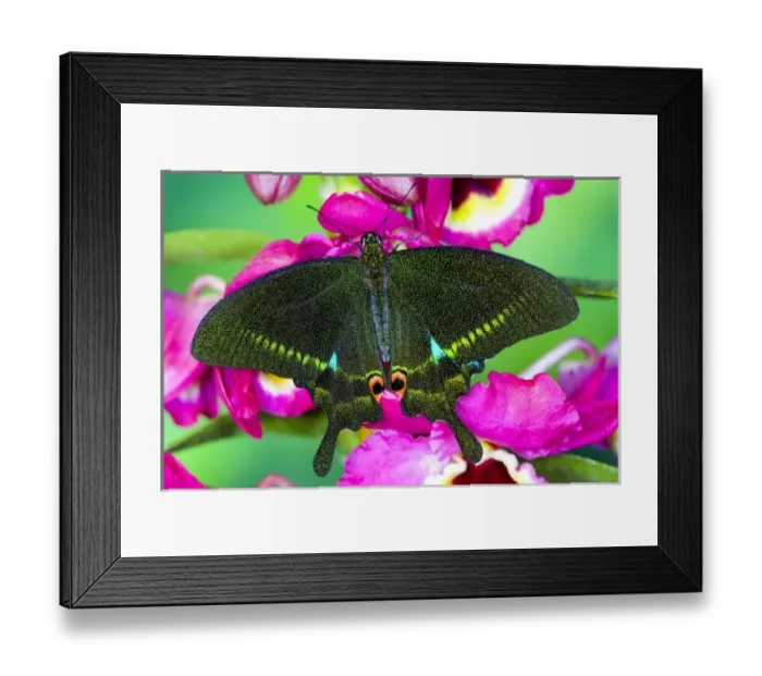 Framed Print : Sammamish, Washington Tropical Butterfly Photograph of Swallowtail Papilio paris Framed Print : Sammamish, Washington Tropical Butterfly Photograph of Swallowtail Papilio paris