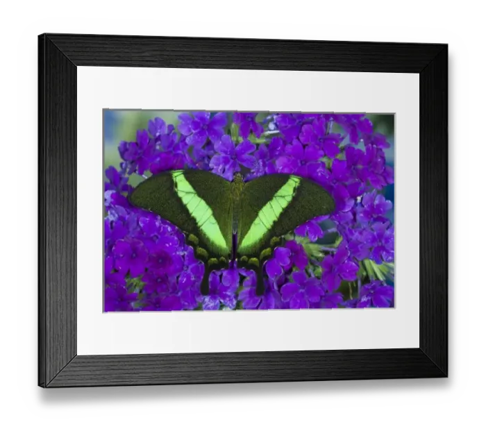 Framed Print : Sammamish, Washington Tropical Butterfly Photograph of Papilio palinurus the Banded
