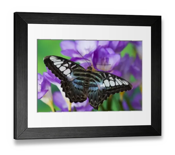 Framed Print : Sammamish, Washington Tropical Butterfly Photograph of Parthenos sylvia lilacinus Framed Print : Sammamish, Washington Tropical Butterfly Photograph of Parthenos sylvia lilacinus