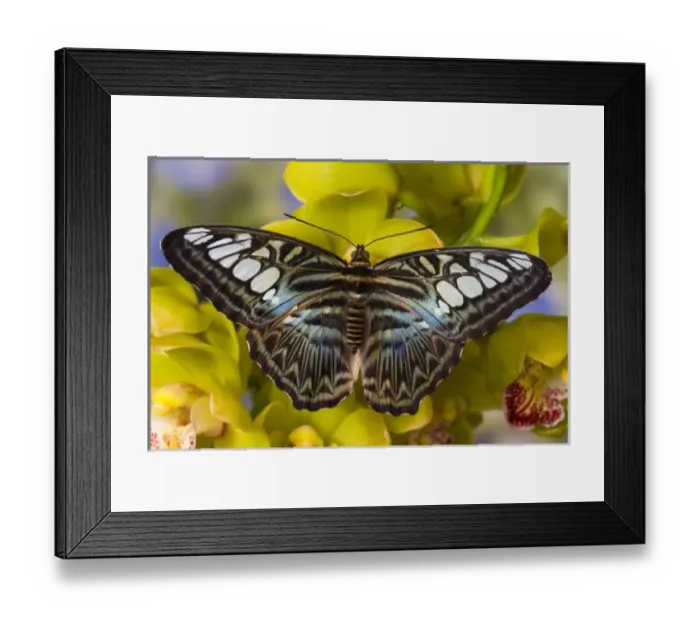 Framed Print : Sammamish, Washington Framed Print : Sammamish, Washington