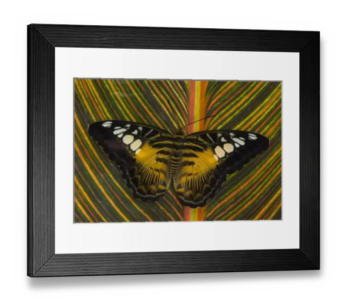 Framed Print : Sammamish, Washington Tropical Butterfly Photograph of Parthenos sylvia philippensis Framed Print : Sammamish, Washington Tropical Butterfly Photograph of Parthenos sylvia philippensis
