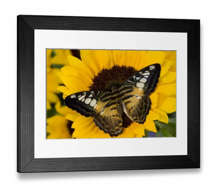 Framed Print : Sammamish, Washington Framed Print : Sammamish, Washington