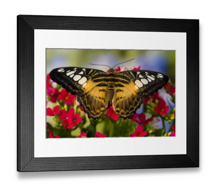 Framed Print : Sammamish, Washington Tropical Butterfly Photograph of Parthenos sylvia philippensis Framed Print : Sammamish, Washington Tropical Butterfly Photograph of Parthenos sylvia philippensis