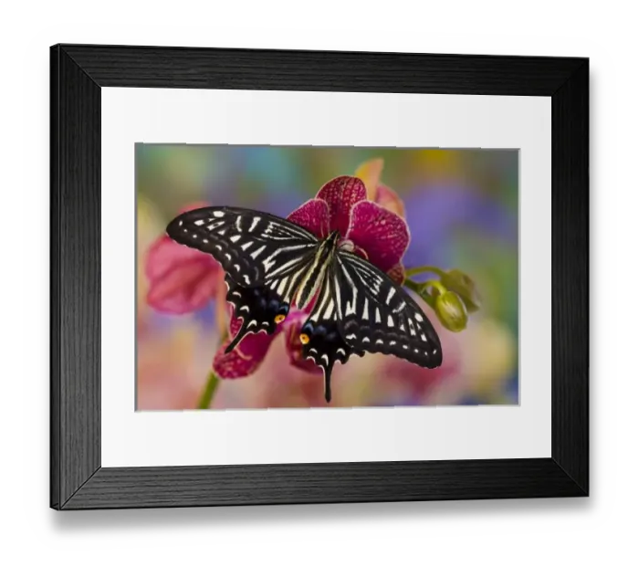 Framed Print : Sammamish, Washington Tropical Butterfly Photograph of Papilio xuthus the Chinese Framed Print : Sammamish, Washington Tropical Butterfly Photograph of Papilio xuthus the Chinese