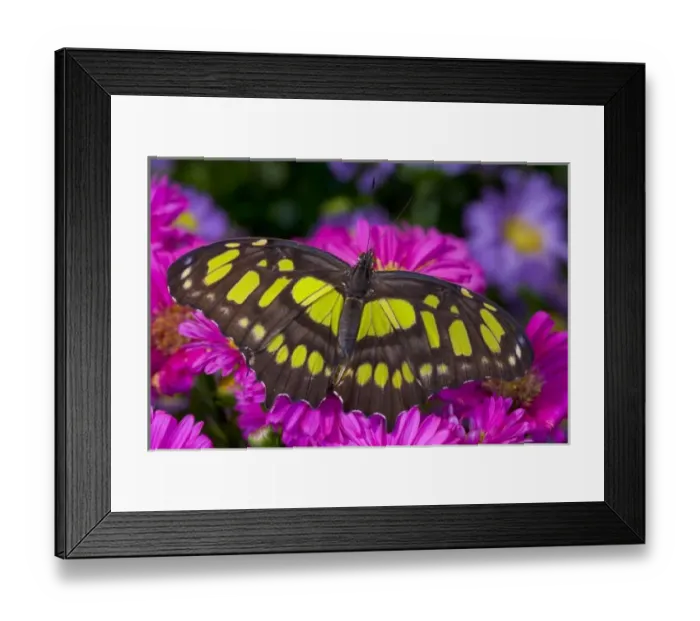 Framed Print : Sammamish, Washington Tropical Butterfly Photograph of Siproeta stelenes the malachite