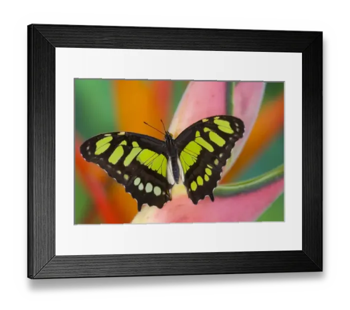 Framed Print : Sammamish, Washington Tropical Butterfly Photograph of Siproeta stelenes the malachite