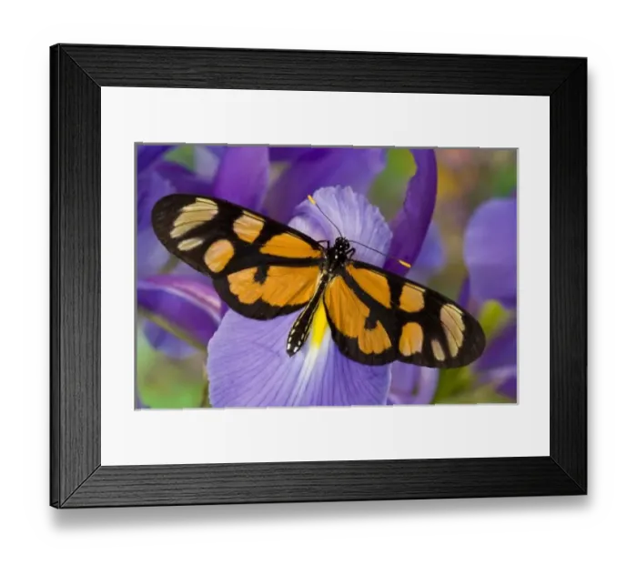 Framed Print : Sammamish, Washington Tropical Butterfly Photograph of Thyridia psidii the melantho Framed Print : Sammamish, Washington Tropical Butterfly Photograph of Thyridia psidii the melantho