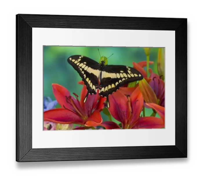 Framed Print : Sammamish, Washington Tropical Butterfly Photograph of Neotropical butterfly Papilio