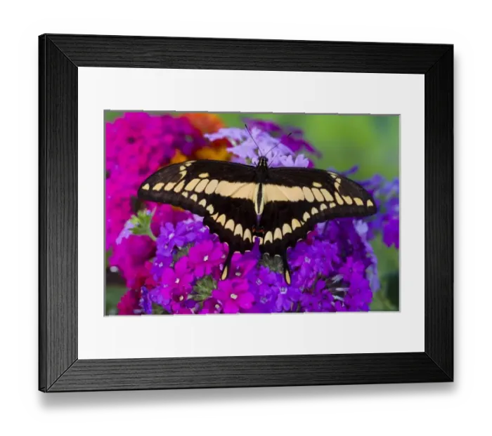 Framed Print : Sammamish, Washington Tropical Butterfly Photograph of Neotropical butterfly Papilio Framed Print : Sammamish, Washington Tropical Butterfly Photograph of Neotropical butterfly Papilio