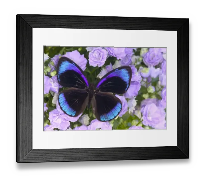 Framed Print : Sammamish Washington Photograph of Butterfly on Flowers, Eunica alcmena flora