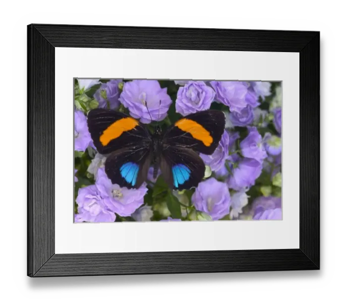 Framed Print : Sammamish Washington Photograph of Butterfly on Flowers, Callicore aegina