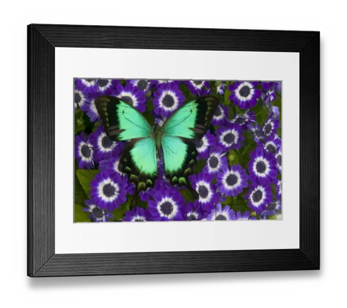 Framed Print : Sammamish Washington Photograph of Butterfly on Flowers, Papilio lorquinianus albertisi