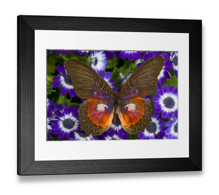 Framed Print : Sammamish Washington Photograph of Butterfly on Flowers, Cethosia myrina the Malay