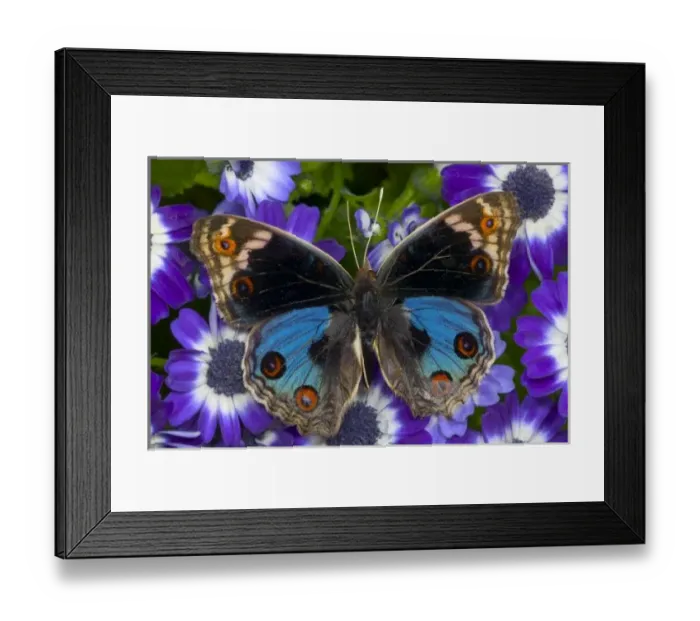 Framed Print : Sammamish Washington Photograph of Butterfly on Flowers, Junonia orithya the Blue