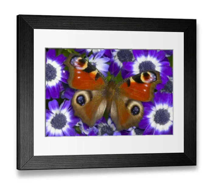 Framed Print : Sammamish Washington Photograph of Butterfly on Flowers, Inachis io the Peacock Butterfly