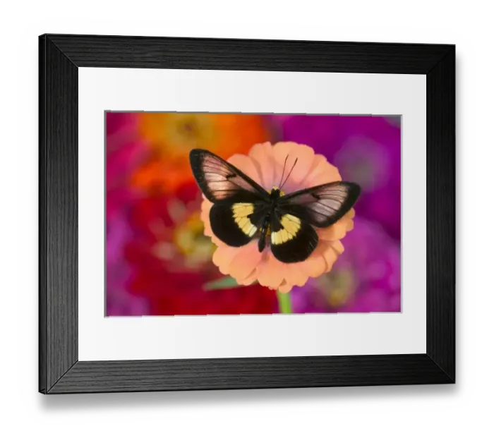 Framed Print : Sammamish Washington Photograph of Butterfly on Flowers, Miyana meyeri butterfly from PNG Framed Print : Sammamish Washington Photograph of Butterfly on Flowers, Miyana meyeri butterfly from PNG