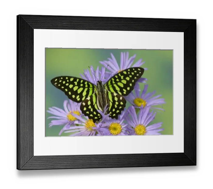 Framed Print : Sammamish Washington Framed Print : Sammamish Washington