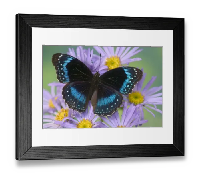 Framed Print : USA, North America, Washington