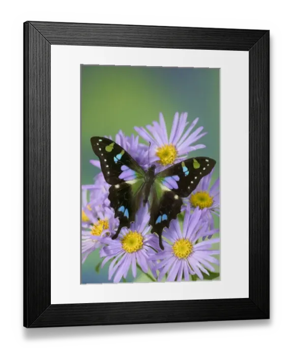Framed Print : Sammamish Washington Photograph of Butterfly on Flowers, Graphium weiskei the Purple Framed Print : Sammamish Washington Photograph of Butterfly on Flowers, Graphium weiskei the Purple