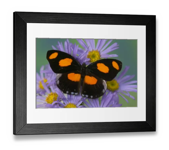 Framed Print : Sammamish Washington Photograph of Butterfly on Flowers, Catonephele numilia Framed Print : Sammamish Washington Photograph of Butterfly on Flowers, Catonephele numilia