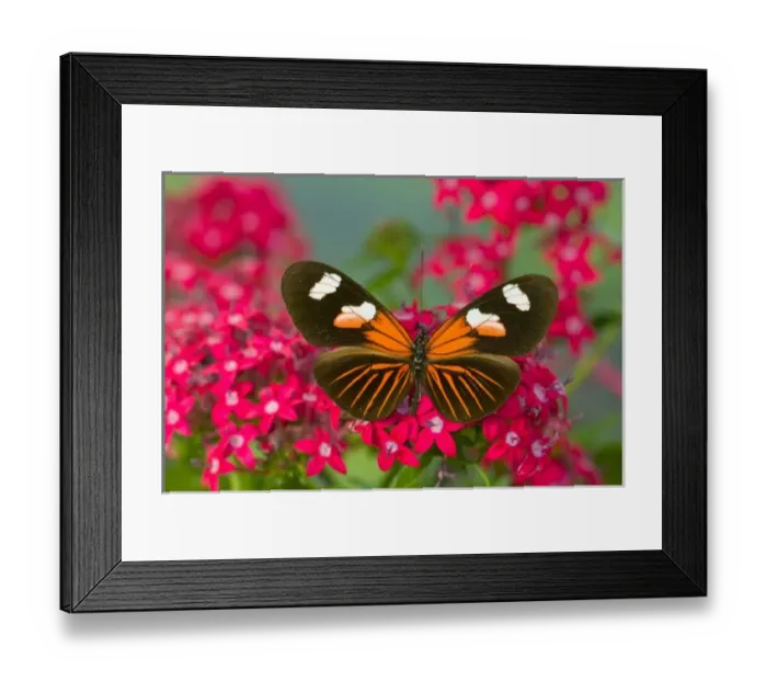 Framed Print : Sammamish Washington Photograph of Butterfly on Flowers, Heliconius melpomene