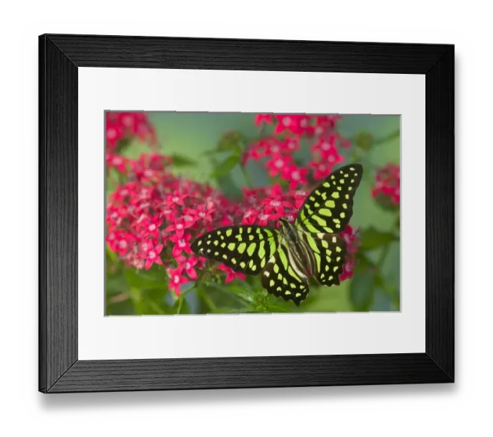 Framed Print : Sammamish Washington Photograph of Butterfly on Flowers, Graphium agamemnon the Tailed