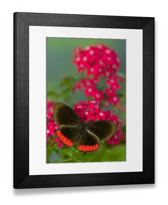 Framed Print : Sammamish Washington Photograph of Butterfly on Flowers, Biblis hyperia the Crimson-banded