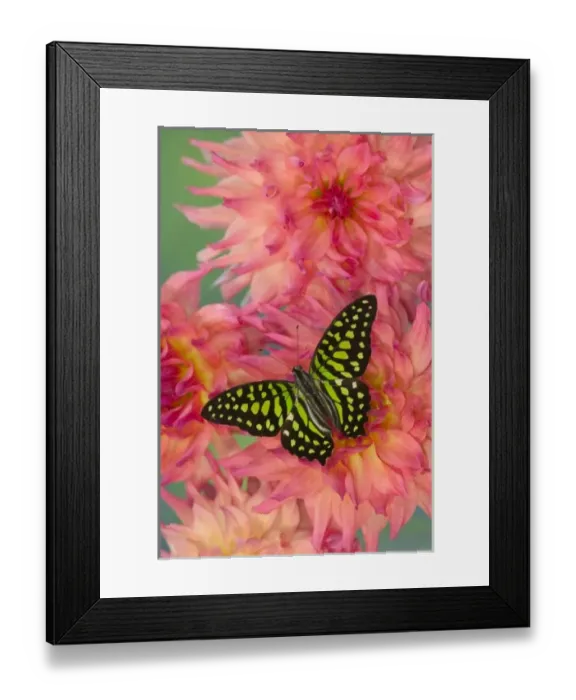 Framed Print : Sammamish Washington Photograph of Butterfly on Flowers, Graphium agamemnon the Tailed